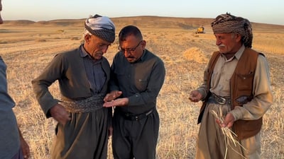 خزان الحاصدات يمتلئ بنصف ساعة.. موسم حنطة واعد في داقوق ينقصه دعم الحكومة