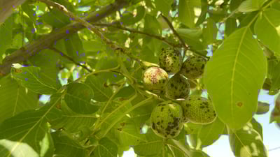 بارانە زۆرەکەی ئەمساڵ دارگوێزەکانی راپەڕینی نەخۆش خست