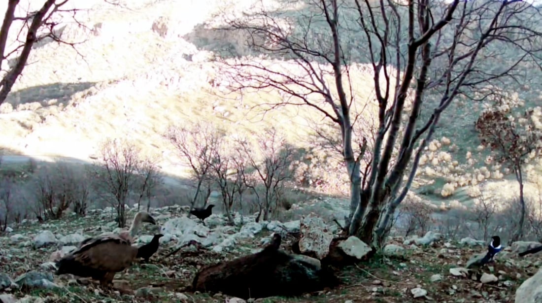 بنارى به‌مۆ ... وێنه‌: سۆران ئه‌حمه‌د