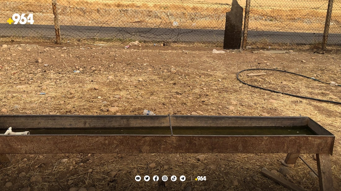 شوانێک سەرووی 150 سەر مەڕی خاوەنەکەی دەدزێت