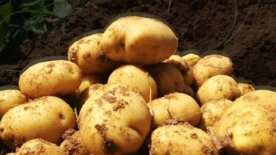 دهوك تستثمر “الفنكر” وأهل الخليج وتحصد 800 ألف طن بطاطا