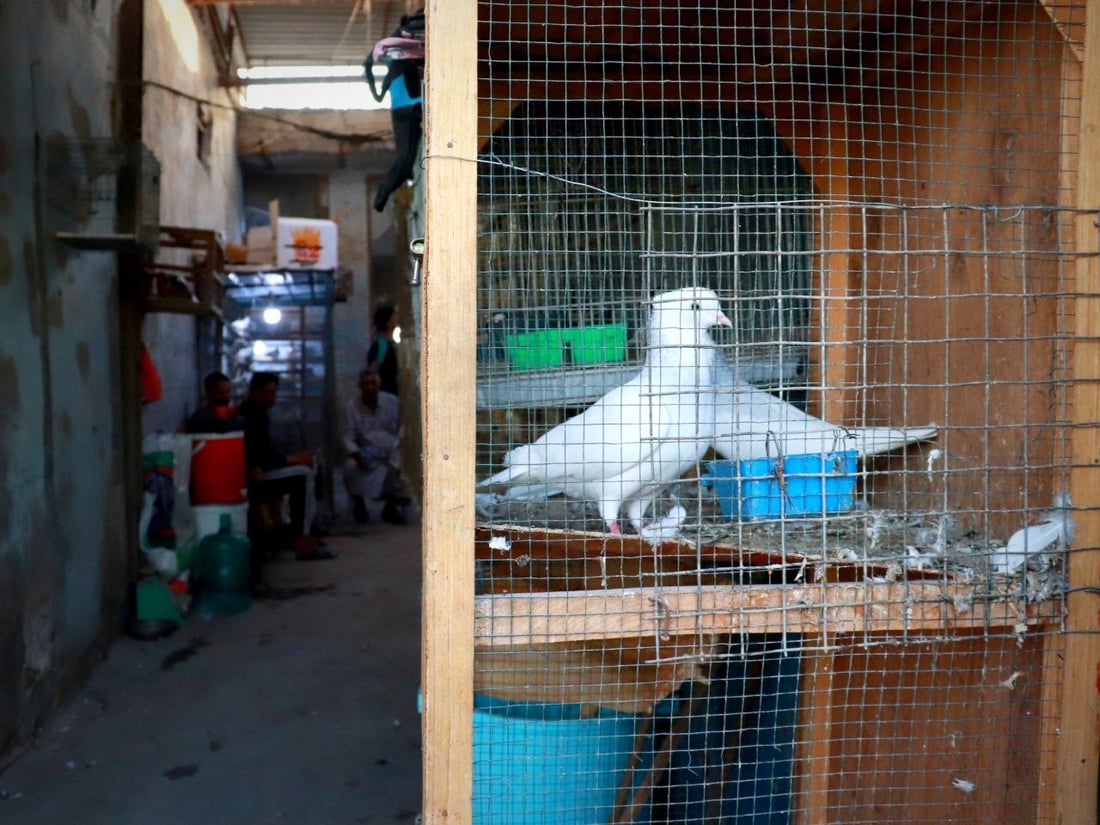 نظرة على أسعار الطيور في كربلاء من أحد أقدم “مطيرجية” طويريج (صور)