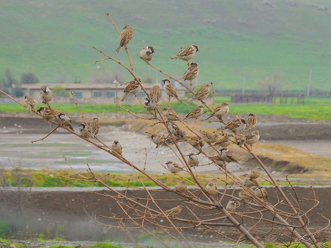 چۆلەکەی پاساری لەشار دورکەوتوونەتەوە
