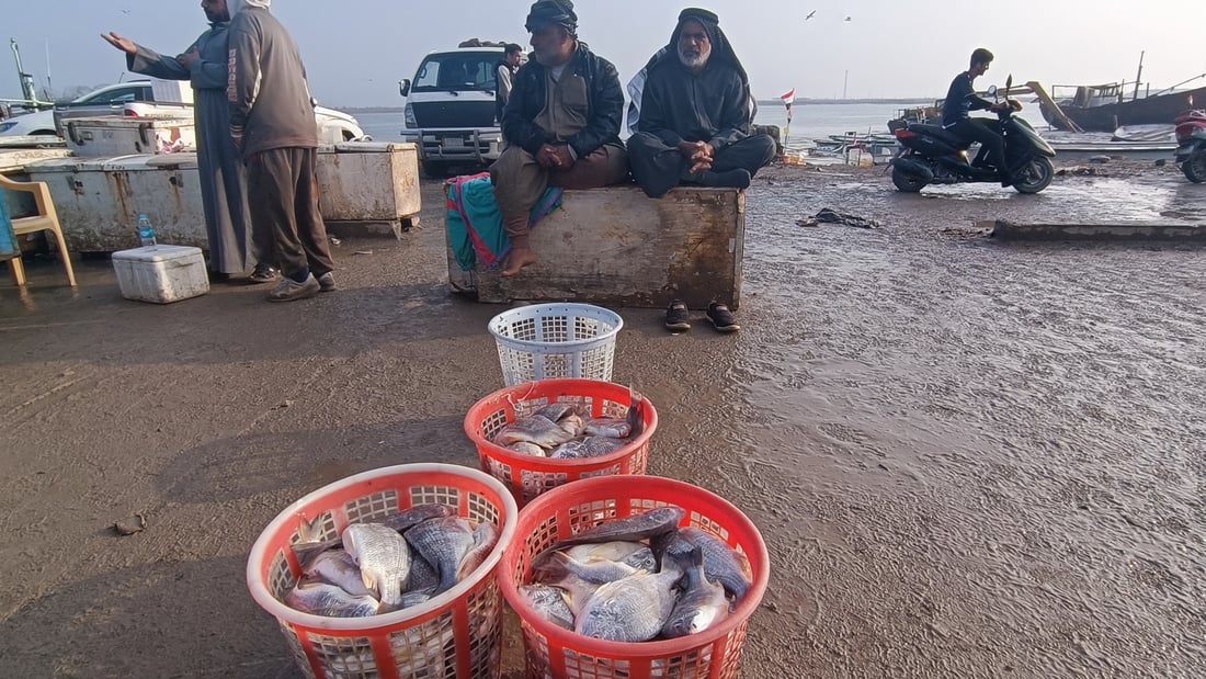 الزبائن من كل العراق يعودون بكثافة الى مزاد أسماك الفاو مع اعتدال الربيع