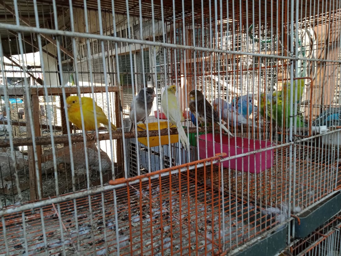 سوق الطيور في بغداد الجديدة.. نسخة من سوق الغزل وينافسه منذ السبعينات