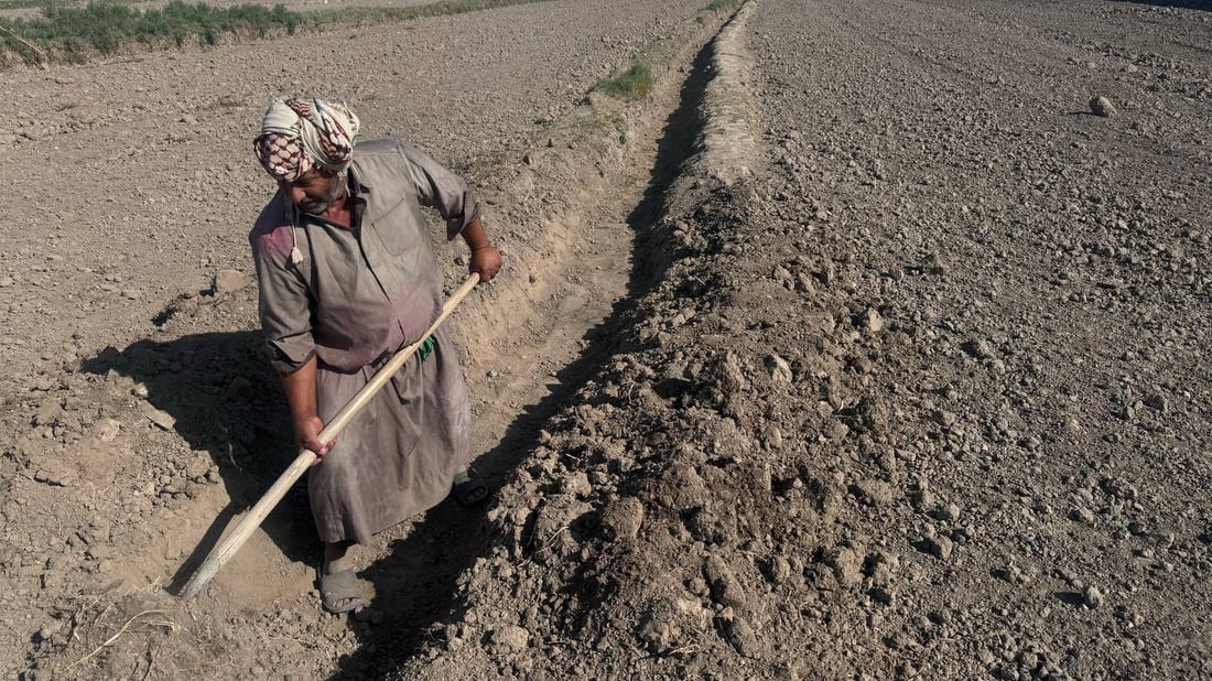 رائحة العنبر ستعود إلى مطابخكم.. أرقام وتوقعات أكبر موسم رز منذ سنين
