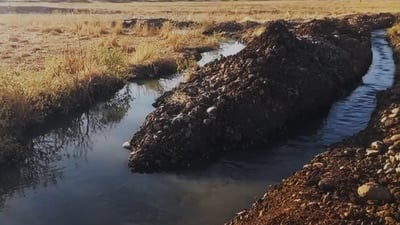 لە حاجیاوا سەوزە بە ئاوی پیس و قورس ئاو دەدرێت؟