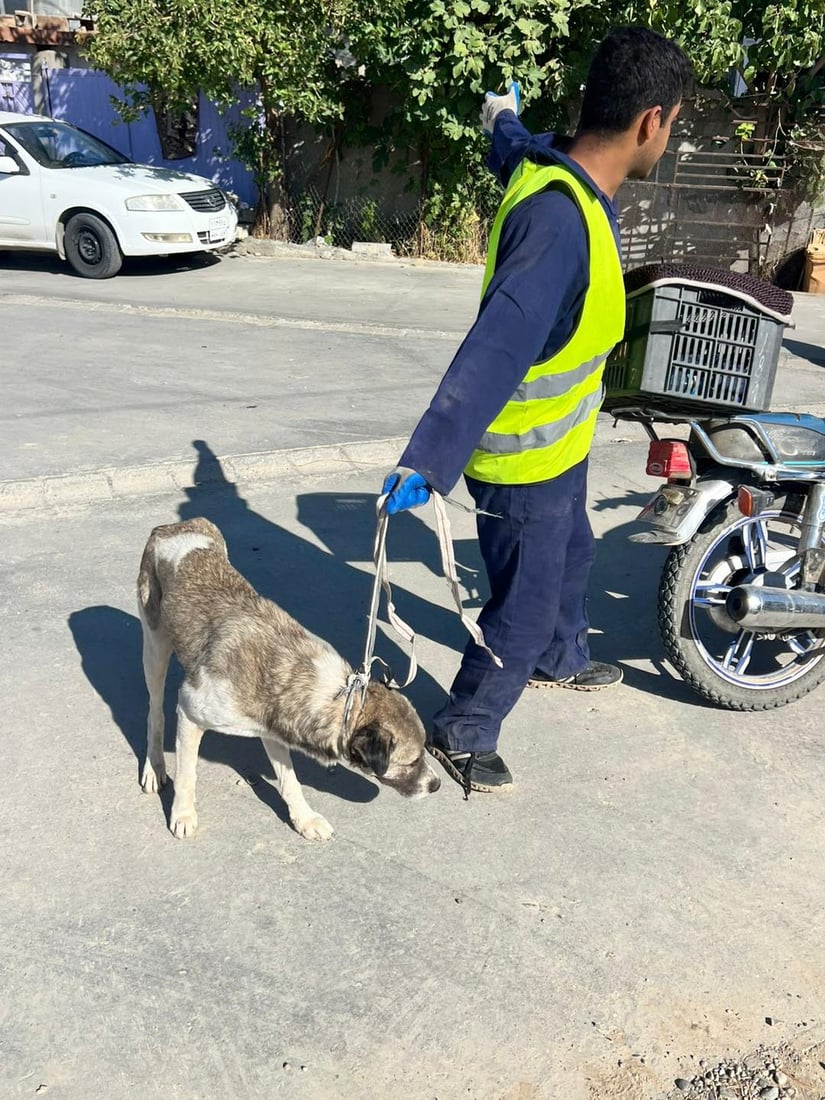 قەرەداغ سەگەکانی کۆدەکاتەوە