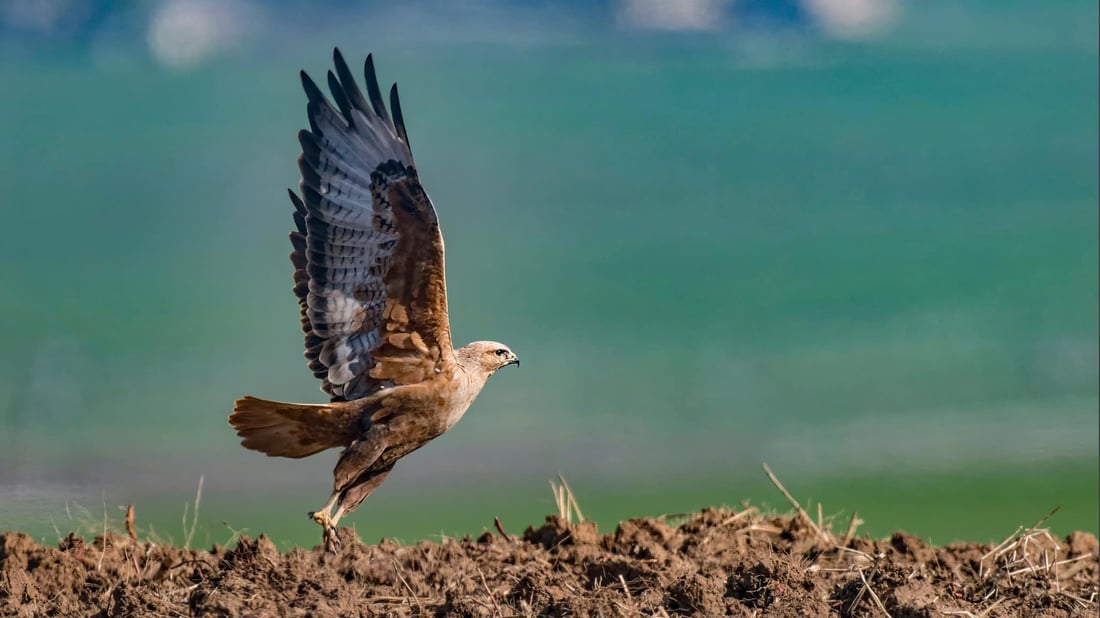 Kurdish photographer to publish book on Kurdistan’s birds