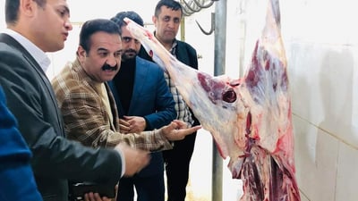 لە سۆران ئاژەڵەکان لە کورەدا دەسووتێنن