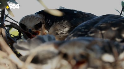 راوچییە بیانییەکان بەدوای بازە دەگمەنەکانی کوردستاندا وێڵن