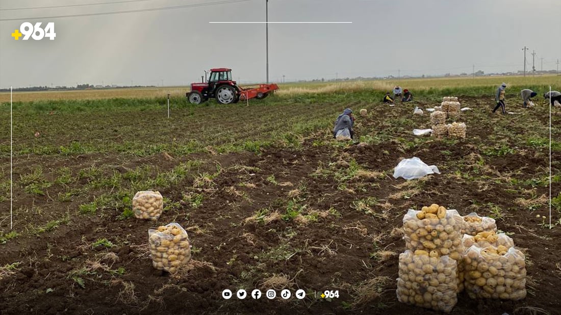 ئەمساڵ لە سنووری دهۆک 45 هەزار دۆنم زەوی کراوەتە پەتاتە