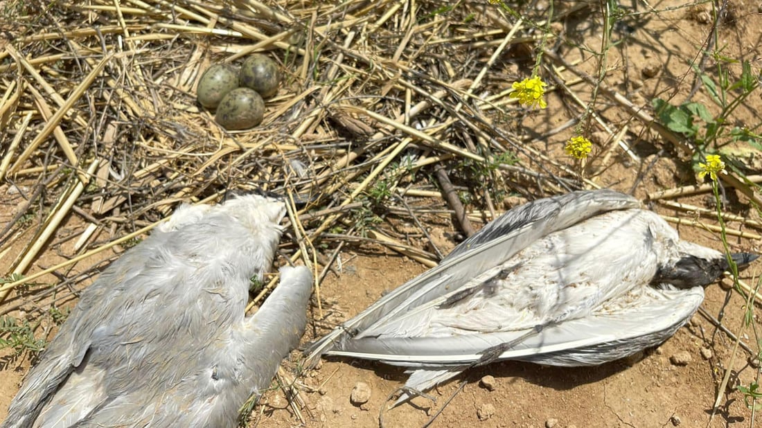 Bird flu outbreak suspected among gulls found dead at Dukan Lake