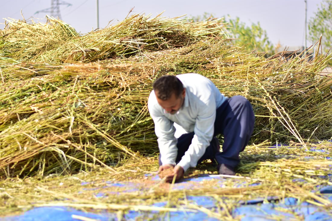 Sesame harvest begins in Mwan village despite irrigation challenges
