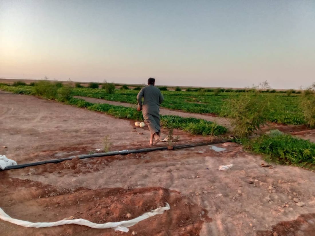 “أبو الجير” ليست صحراءً.. تجربة “صلاح” نجحت في الرمادي والمحاصيل وفيرة (صور)
