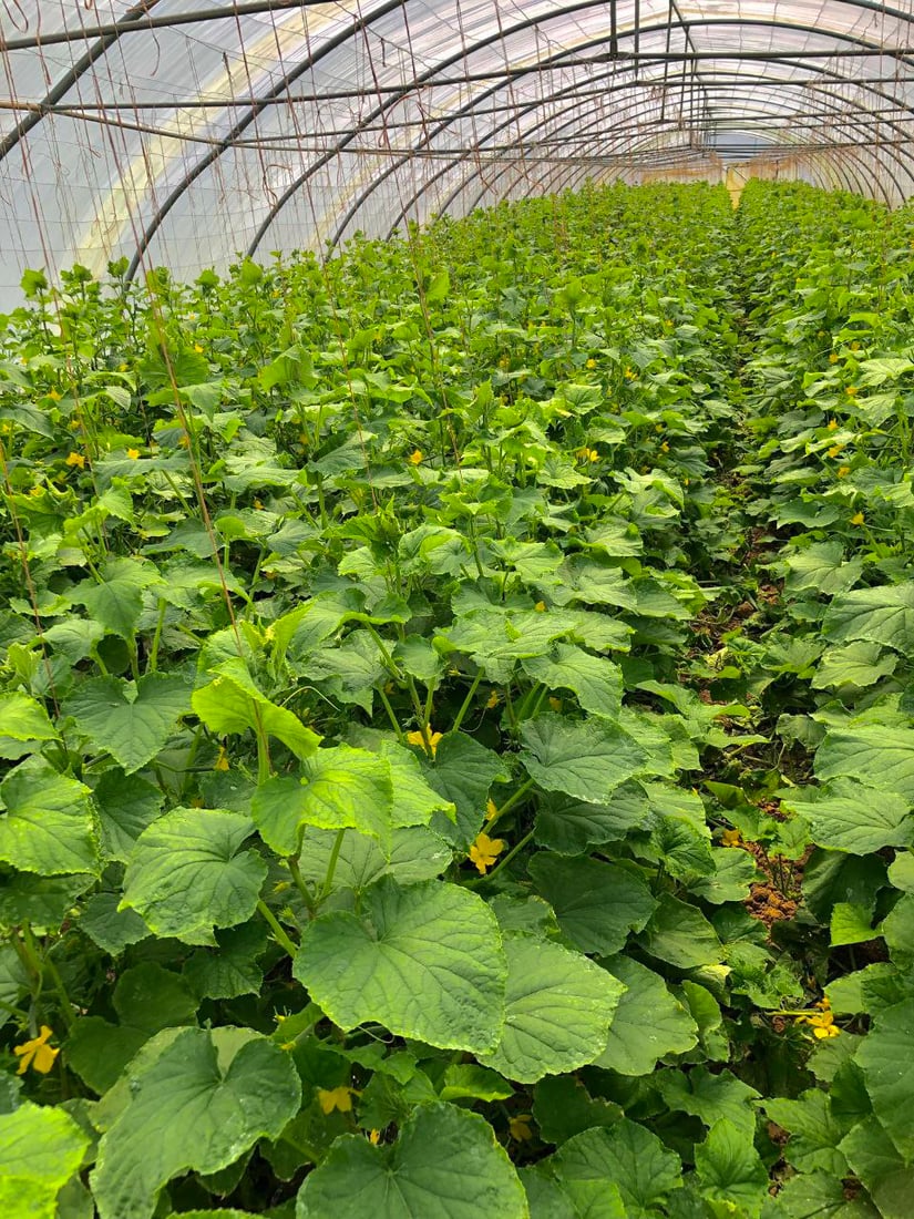 صور من داخل بيوت الخيار العراقي.. مذاقه حلو ورائحته شهية ولا مقارنة مع المستورد