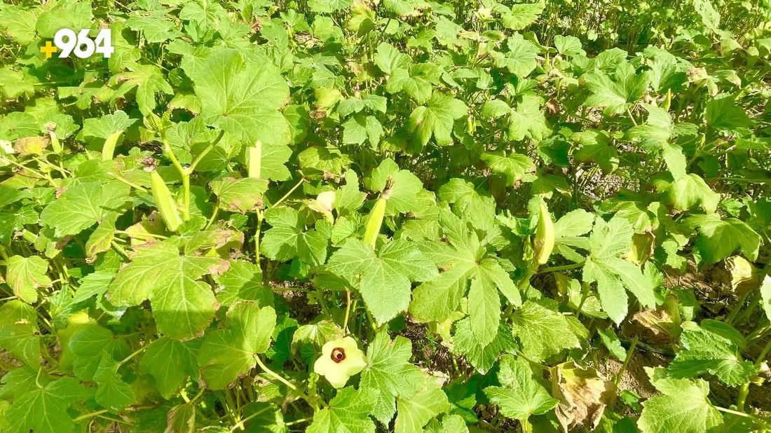 Suhail okra season brings the popular vegetable to Basra markets
