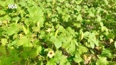 Suhail okra season brings the popular vegetable to Basra markets