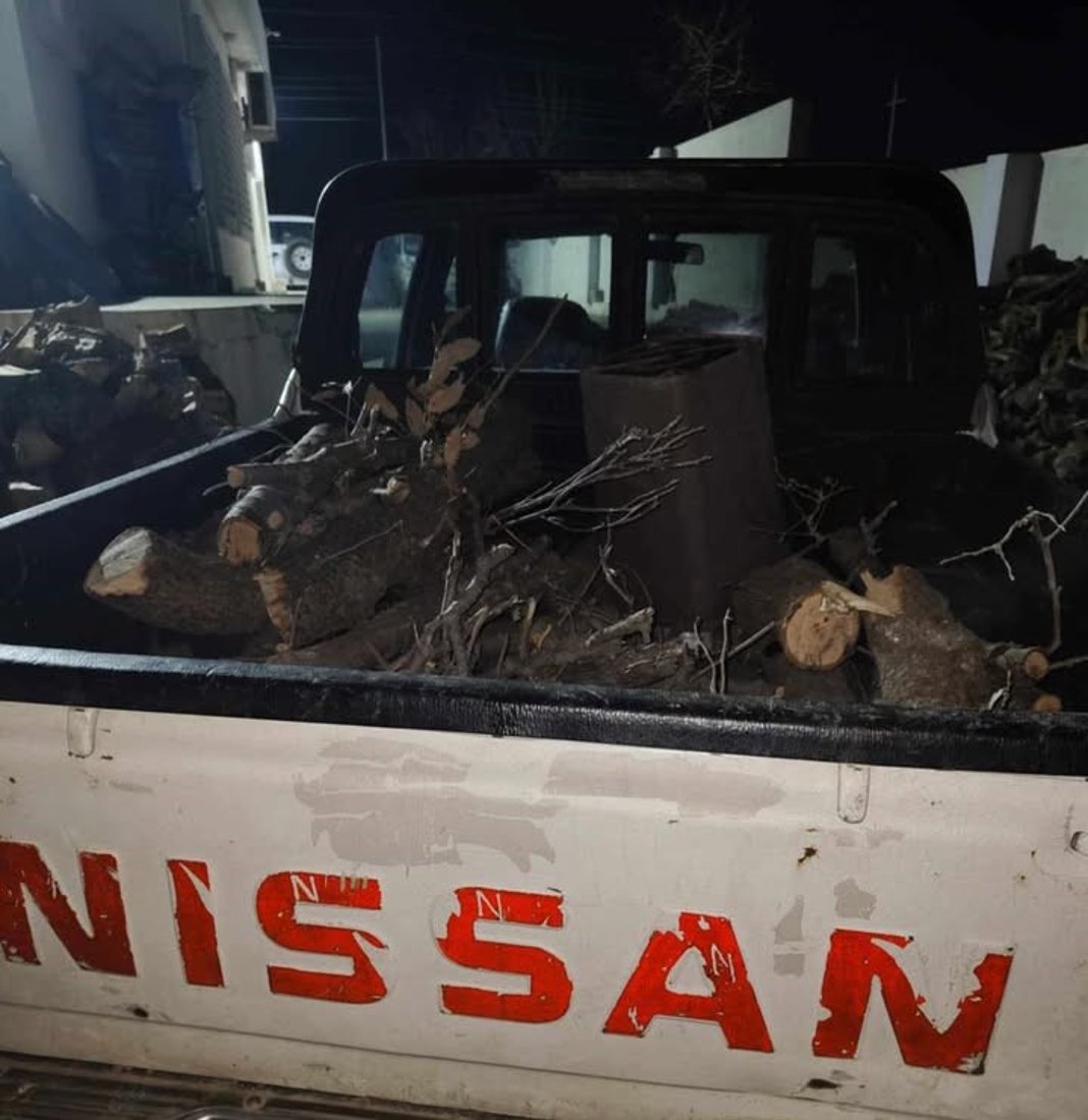 لە مێرگەپان 40 داربەڕوو قەتڵوعام کران؛ لە بەرزنجەش داربڕێک دەستگیرکرا
