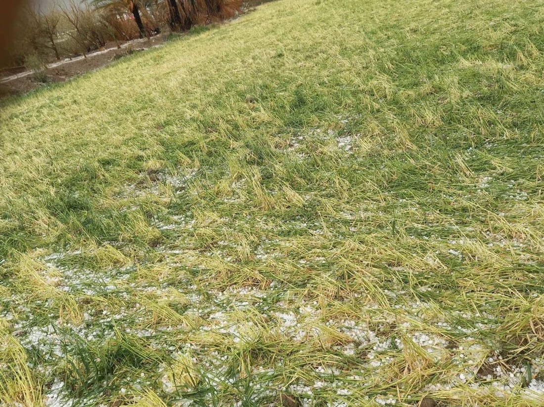 “الحالوب” يضرب بقوة في المشخاب ويكسر سيقان سنابل الحنطة (صور)