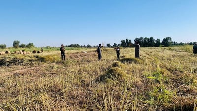 Salah Al-Din farmers complete annual sesame harvest despite water challenges