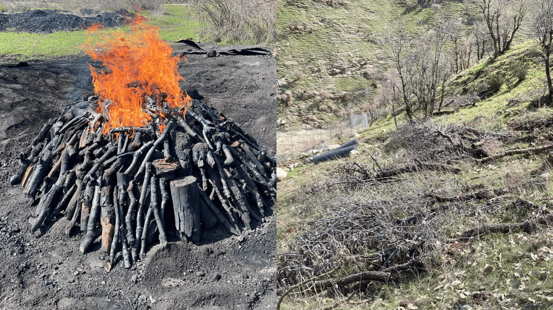 60 داربەڕووی باڵابەرز بڕدرانەوە و کەسێکیش بەتۆمەتی خەڵوزکردن دەستگیرکرا