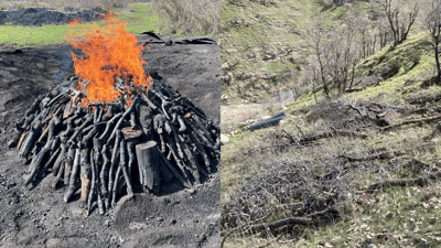 60 داربەڕووی باڵابەرز بڕدرانەوە و کەسێکیش بەتۆمەتی خەڵوزکردن دەستگیرکرا