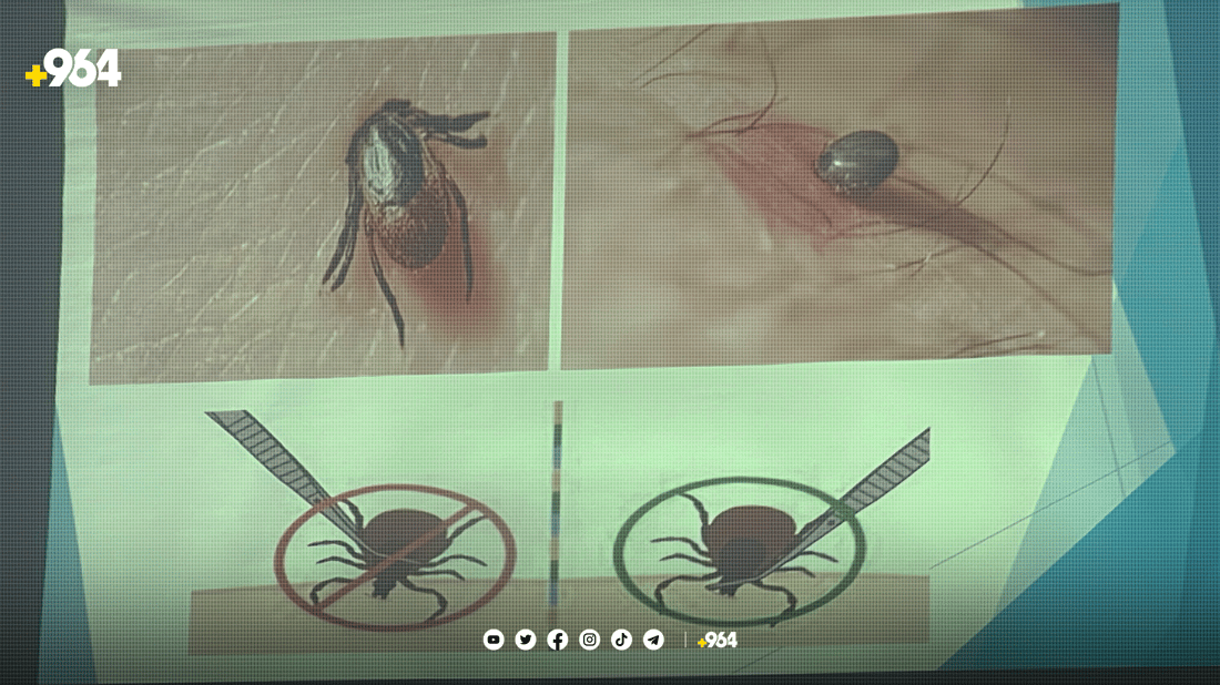 دکتۆرێک: مێرووی گەنە لە ژینگەی ناتەندروست دەژیت