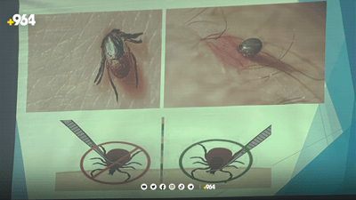 دکتۆرێک: مێرووی گەنە لە ژینگەی ناتەندروست دەژیت