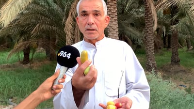 فيديو: خسائر الزهدي يعوضها “دولار المجهول”.. نخيل كربلاء يربح نهاية الموسم