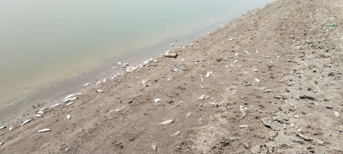 سەدان ماسی لە سنووری سەید سادق مردار بوونەتەوە