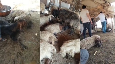 لە ئاکرێ 45 سەر مەڕی خاوەن ئاژەڵێک مرداربوونەوە