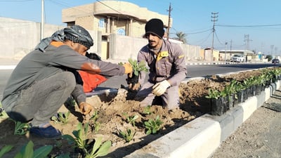 المشخاب تدعو أهلها للمشاركة في زراعة طريق القادسية.. أشجار أكاسيا بين الأقحوان