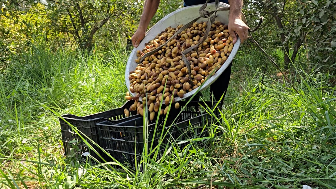 يا صباح الأرطاب الشهية.. هذه أعراس النخيل في الصويرة الساحرة
