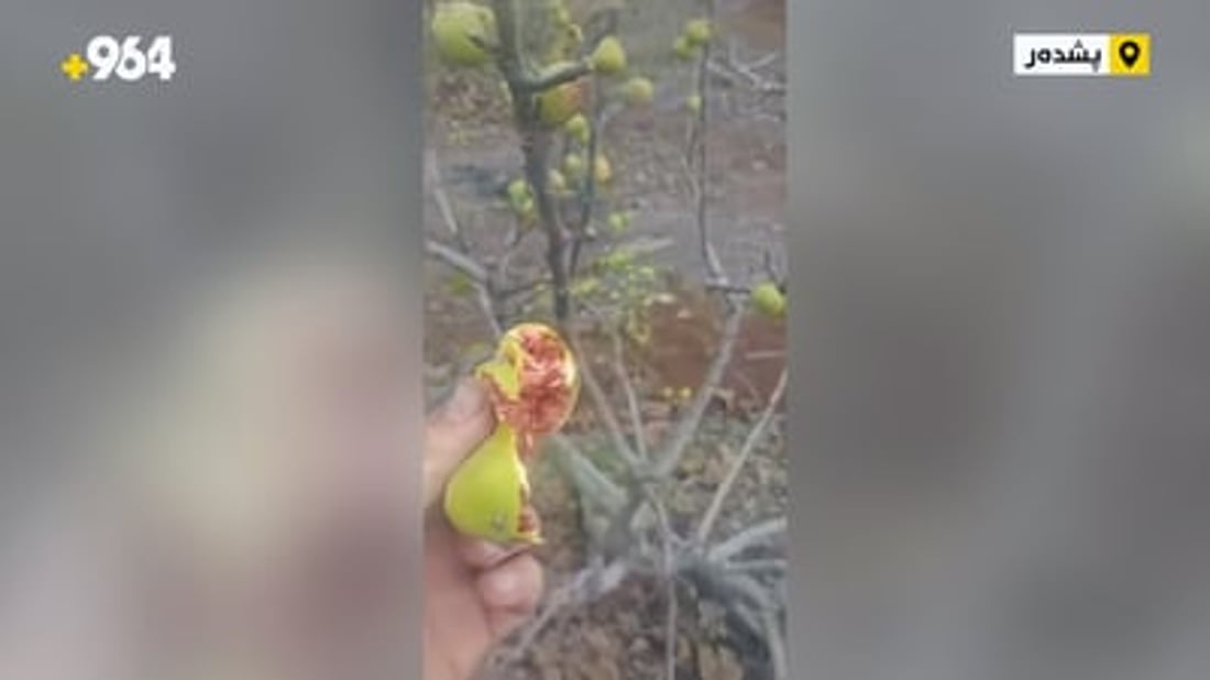 Resilient yellow fig trees defy winter chill in Kurdistan’s Qadirawa village