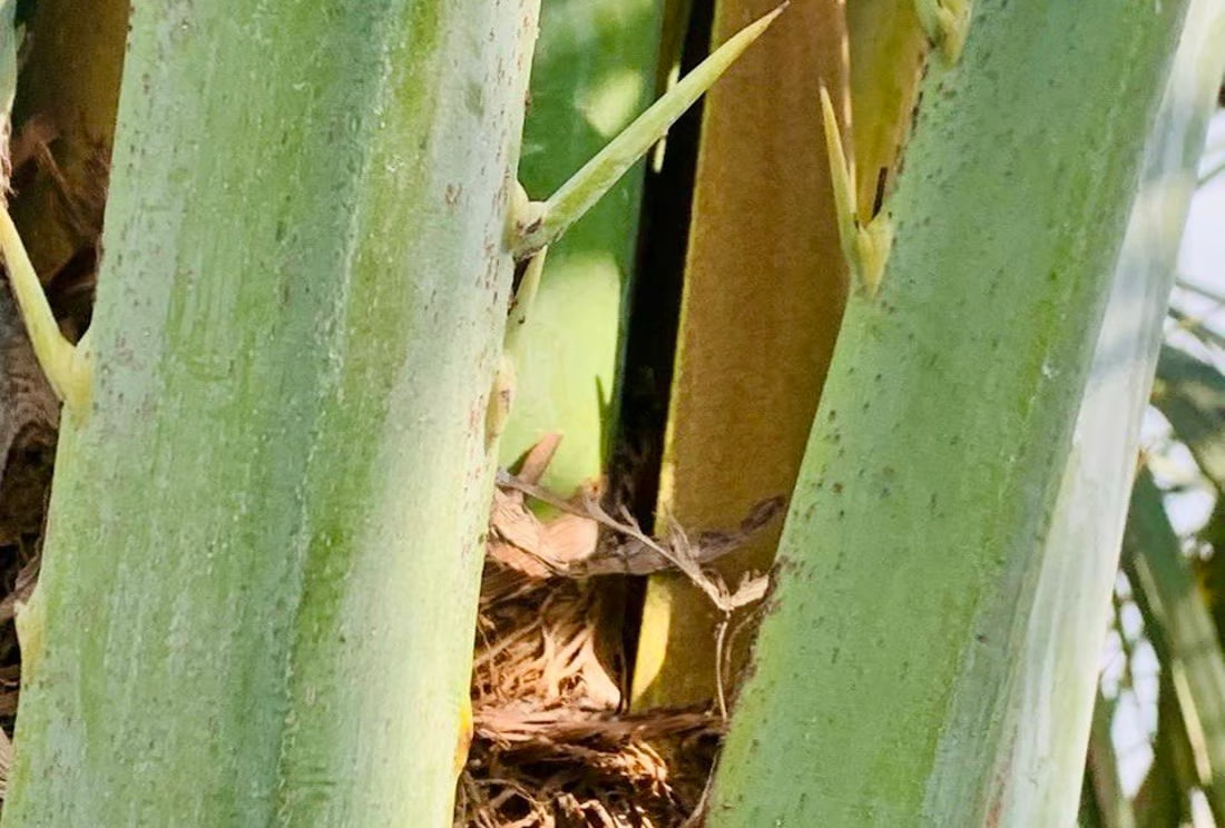 Early blossoms in Basra palms raise hopes for fruitful season, water supply remains key