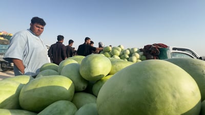 انتهى الصيف واستيقظ “رگي اللحيس”.. الخليج متلهف لكن المزارع يشك بمؤامرة!