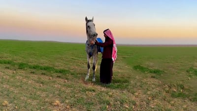 فرسان ربيعة: نتضامن مع السماوة ضد حظر الخيول.. ونعبر البادية حتى لو تعثرت الخيل (فيديو)
