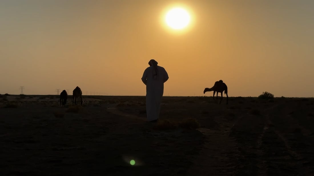 الأباعر 