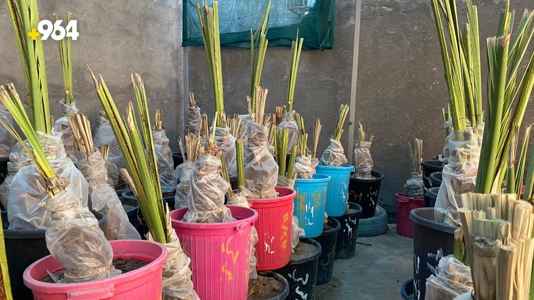 صور من البصرة: “أبو سجاد” يبيع أجود النخيل والسر في مختبرات البرحي و”العجوة”