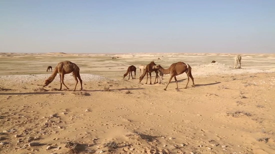 فرصة عمل في بادية السماوة.. راتب رعاة الإبل والغنامة يصل إلى 700 ألف دينار