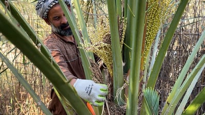 فيديو: أعراس النخيل العراقي بدأت بغلاء “الطلع والتلقيح” مع خطط أخرى