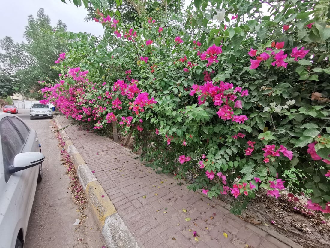 أعطى مفتاحاً لكل عائلة.. شاب كوفي ينشئ للجيران حديقة غنّاء ويحيطها بأبواب محكمة