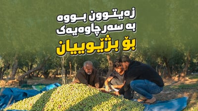 زەیتوونی هەرمۆتە گەورەن و سەرچاوەی بژێوی کریستیانەکانە