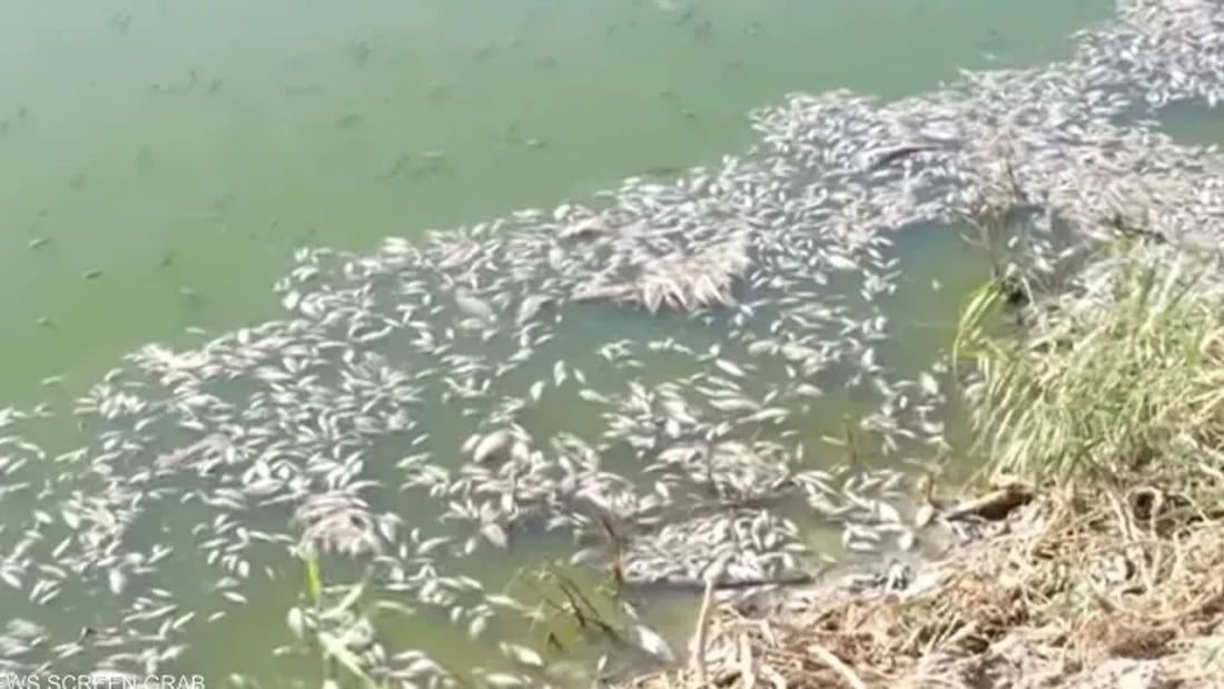 Babil Environment Directorate: fish die-offs in Yahudiya River caused by wastewater, not disease