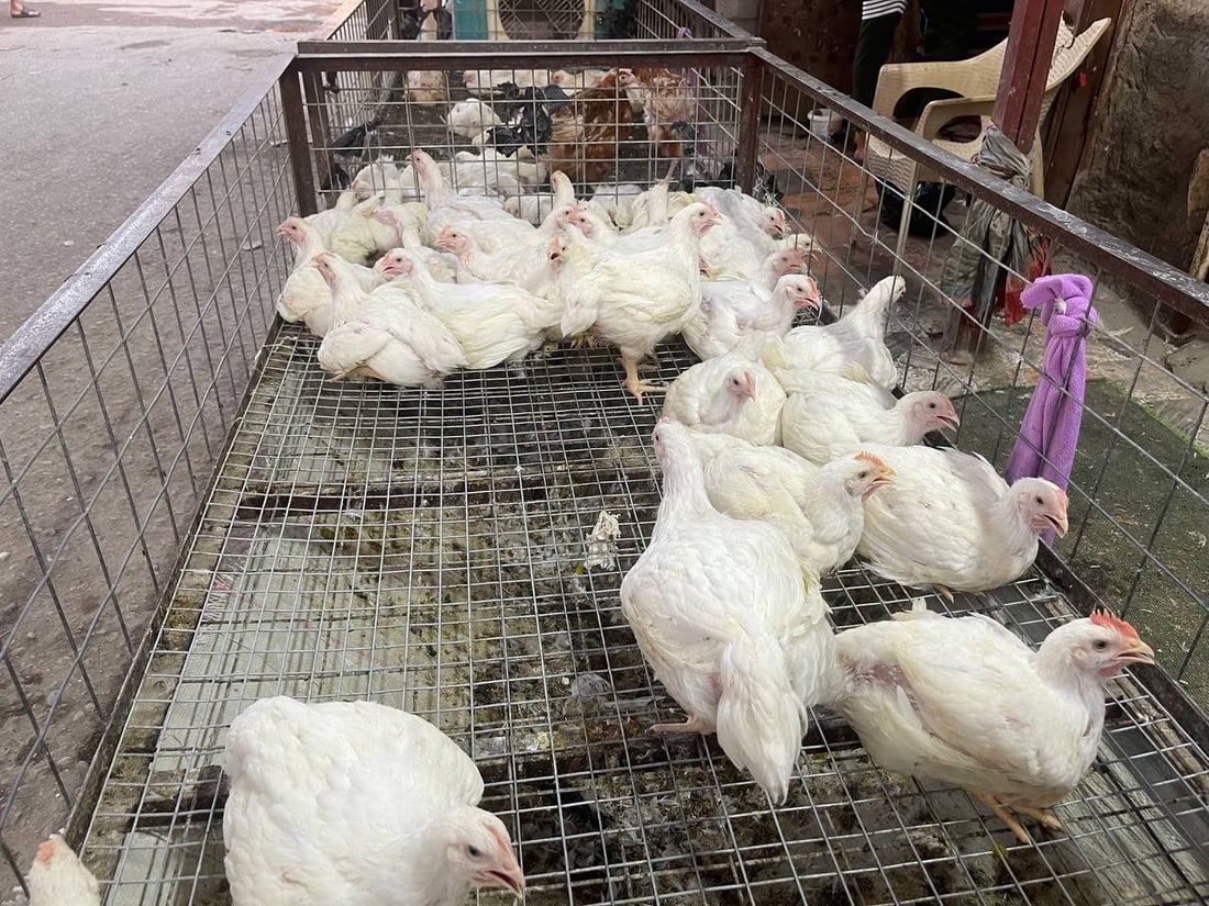 صور: دجاج “الشرش” وصل سوق القرنة.. رخيص ولا أحد يشتري الأحمر