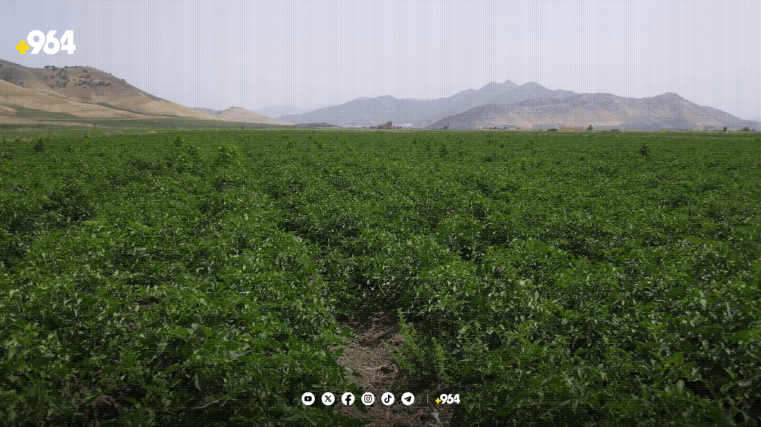 بەرهەمی کشتوکاڵی پێنجوێن زیاتر لە 280 هەزار تۆنە بۆ ئەمساڵ