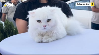 Six-month-old Scottish cat wins top prize at Sulaymaniyah feline beauty contest