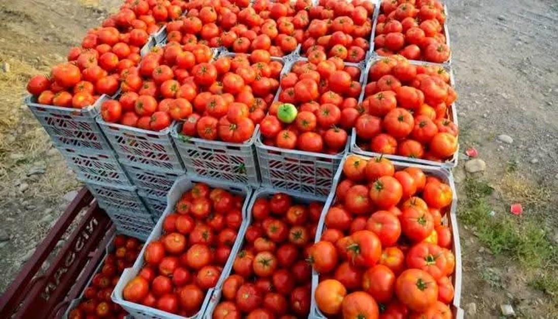 “طماطة نورة” تقفز من 4 آلاف إلى 22 ألفاً.. ربيعة تعوض خسائرها