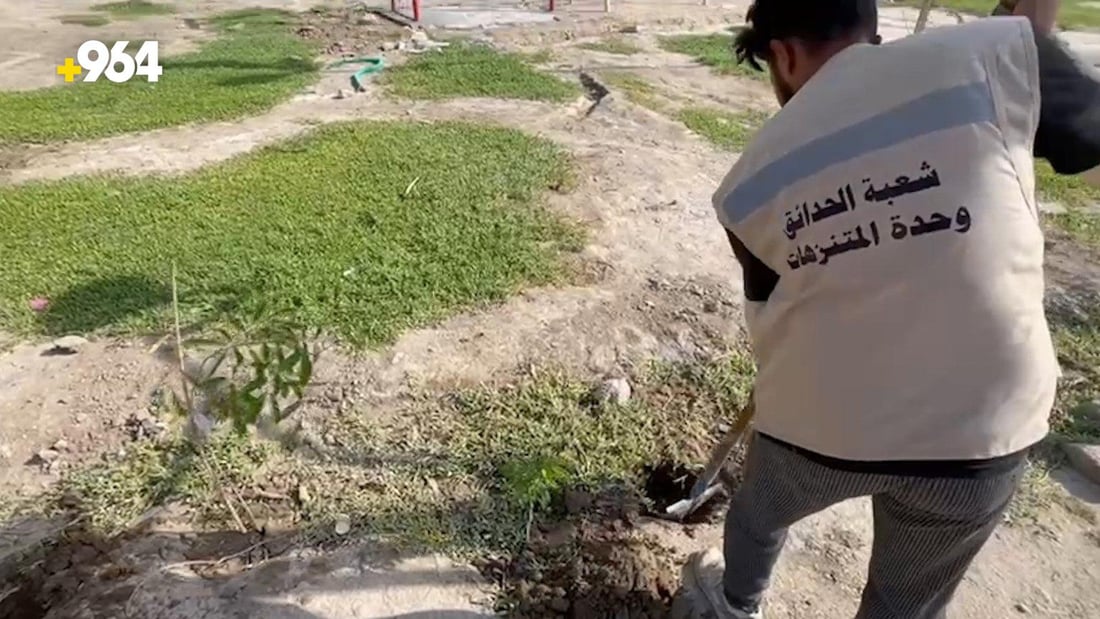 الناصرية تزرع 30 ألف شتلة ألبيزيا وجهنمي.. من حديقة الدب إلى شارع الإمام علي